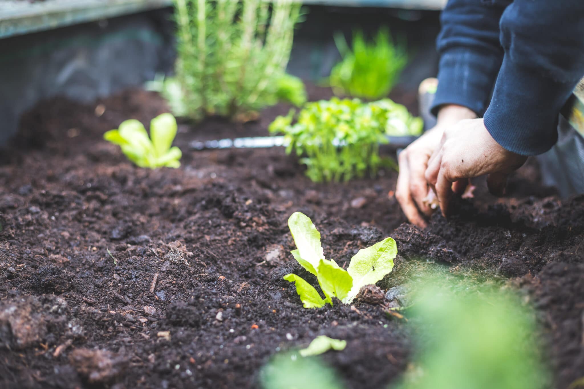 How to Start Your Garden from Scratch in 5 Steps - Plan to Eat